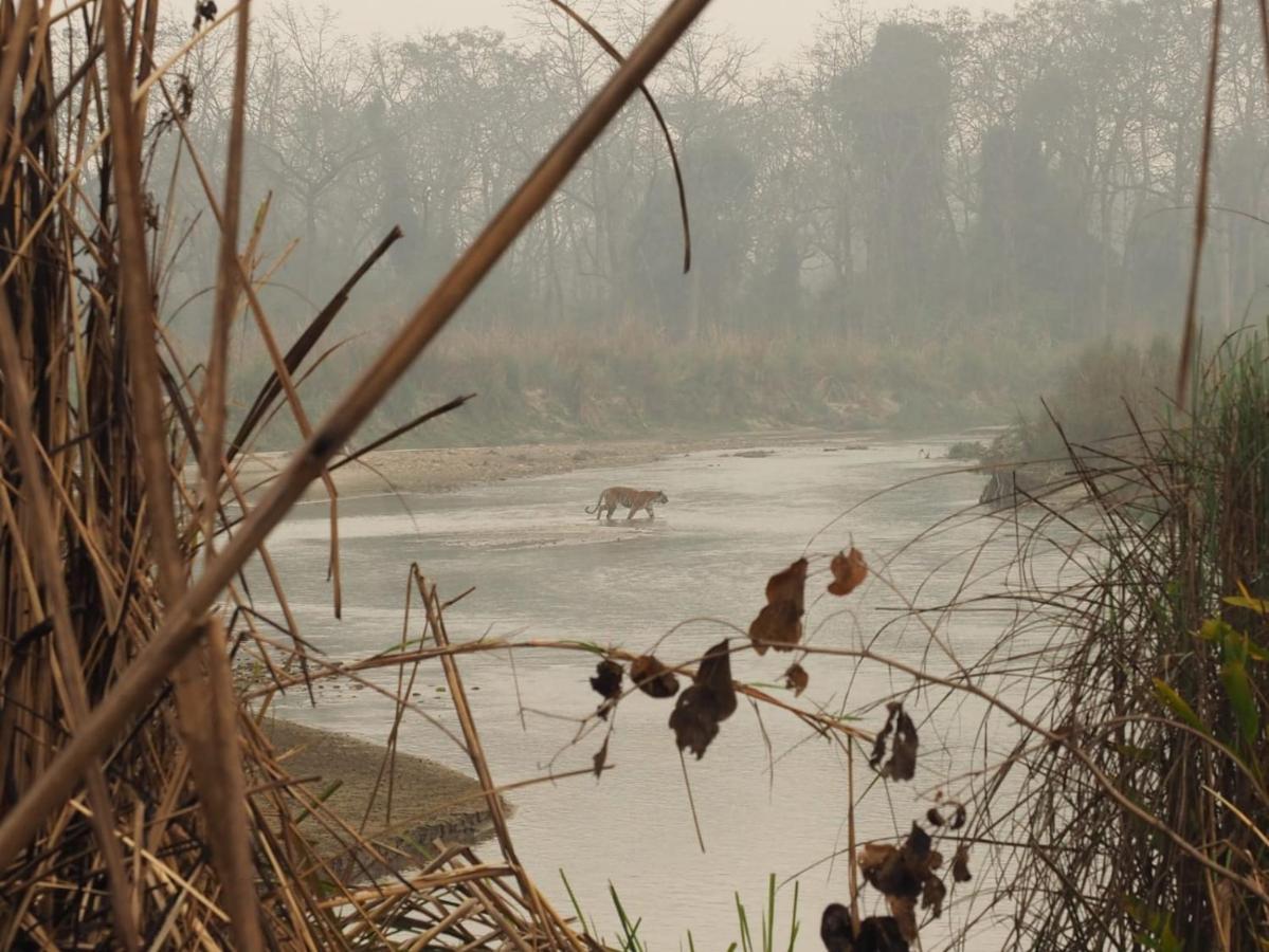 Chital Lodge Chitwan Exterior photo